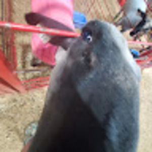 Meet your Posher, Riley